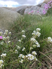Cochlearia officinalis