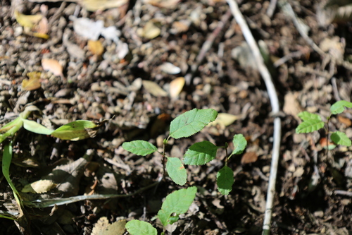 Nothofagus alpina, photograph 4