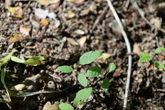 Nothofagus alpina, photograph (c) Grzegorz Grzejszczak, some rights reserved (CC BY-SA)