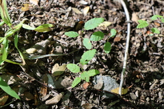 Nothofagus alpina, photograph (c) Grzegorz Grzejszczak, some rights reserved (CC BY-SA)
