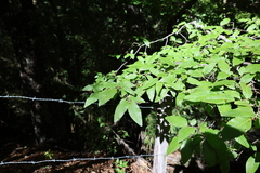 Nothofagus alpina, photograph (c) Grzegorz Grzejszczak, some rights reserved (CC BY-SA)
