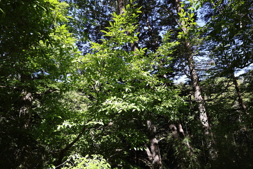 Nothofagus alpina, photograph 6