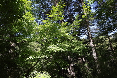 Nothofagus alpina, photograph (c) Grzegorz Grzejszczak, some rights reserved (CC BY-SA)
