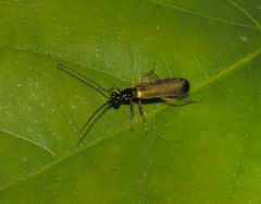 Rhagonycha lignosa