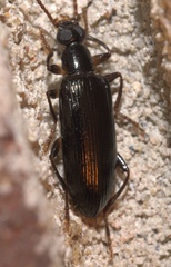 Statira basalis