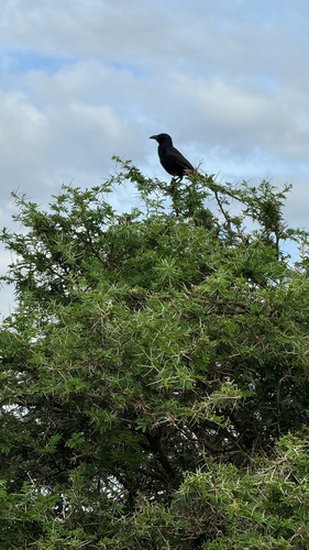 iNaturalist image