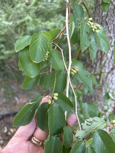Berchemia scandens, photograph 3