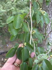 Berchemia scandens, photograph (c) Sam Kieschnick, some rights reserved (CC BY)