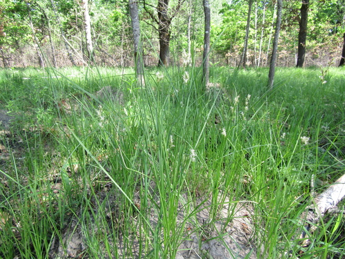 Carex brizoides, photograph 2