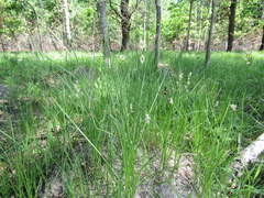 Carex brizoides, photograph (c) Oleksandr Shynder, some rights reserved (CC BY)