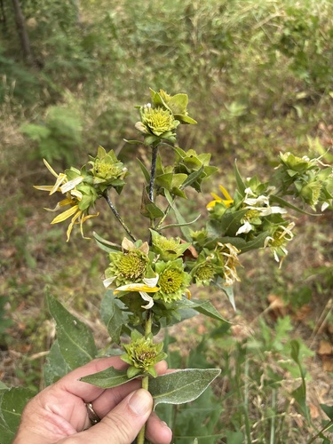 Silphium radula, photograph 1