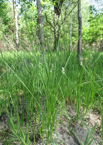 Carex brizoides, photograph 3