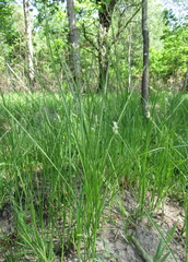 Carex brizoides, photograph (c) Oleksandr Shynder, some rights reserved (CC BY)