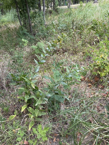 Silphium radula, photograph 2