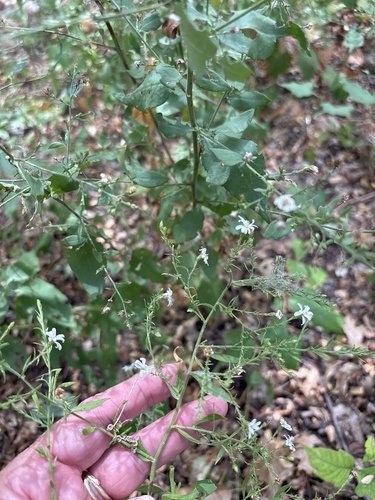 Symphyotrichum drummondii, photograph 2