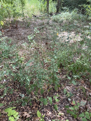 Symphyotrichum drummondii, photograph 3