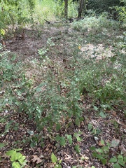 Symphyotrichum drummondii, photograph (c) Sam Kieschnick, some rights reserved (CC BY)