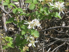 Rubus ursinus macropetalus
