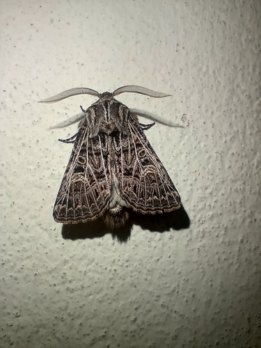 Feathered Gothic