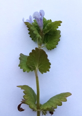 Glechoma hederacea