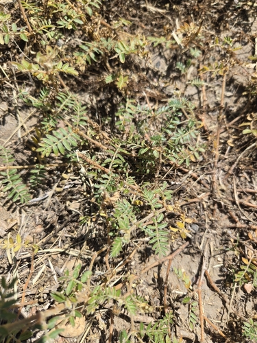 puncture vine