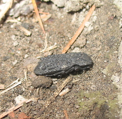 Verodes inaequalis