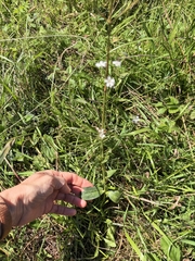 Gypsophila patrinii