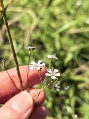 Gypsophila patrinii, photograph author not stated, no rights reserved