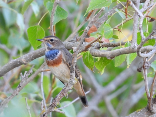 Bluethroat