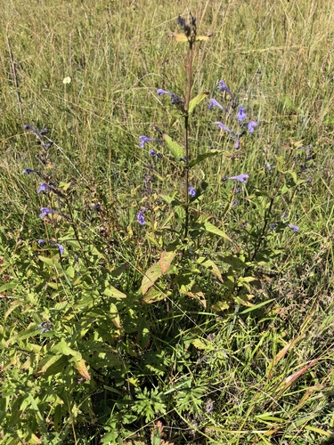 Nepeta sibirica, photograph 2