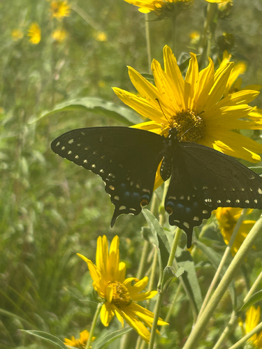 Eastern Black Swallowtail