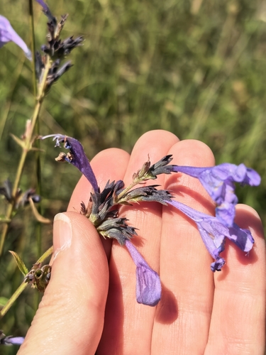 Nepeta sibirica, photograph 3