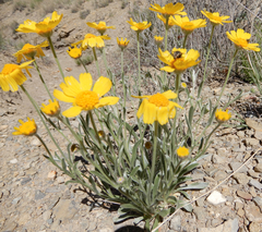 Tetraneuris argentea