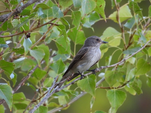 Spotted Flycatcher