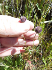 Trifolium albopurpureum