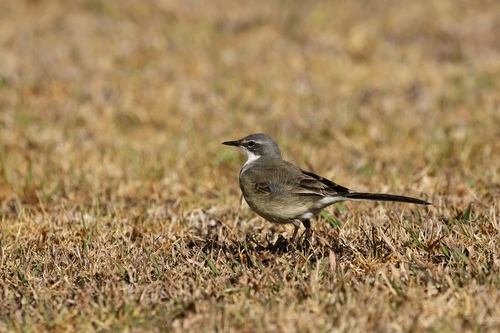 iNaturalist image