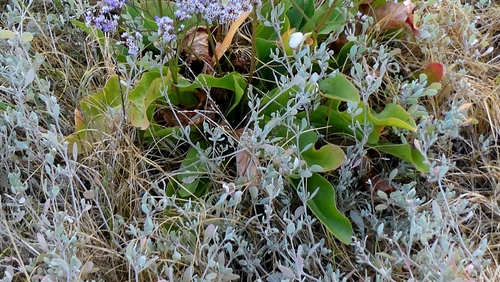 Limonium vulgare, photograph 4