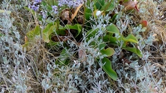 author not stated, no rights reserved Limonium vulgare, photograph author not stated, no rights reserved