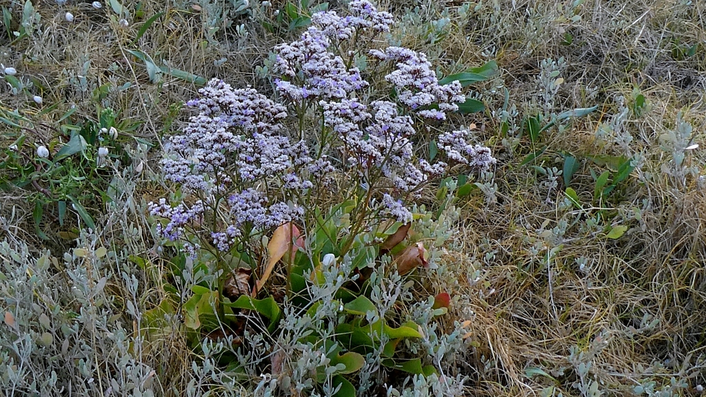 Limonium vulgare; photograph author not stated, no rights reserved