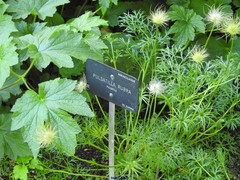 Pulsatilla rubra