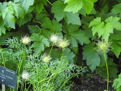 Pulsatilla rubra