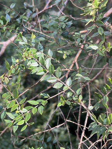 Luma chequen, photograph 1