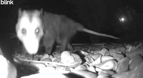Virginia Opossum