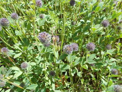Trifolium albopurpureum