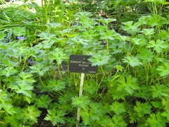Geranium wallichianum