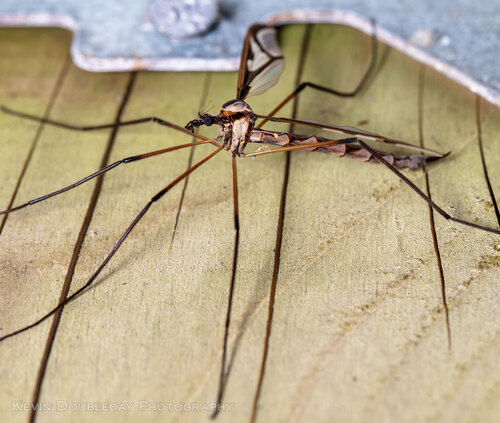 Giant Eastern Crane Fly