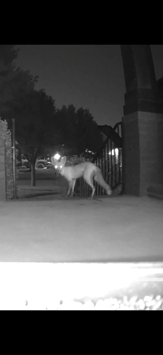 Red Fox
