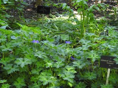 Geranium wallichianum