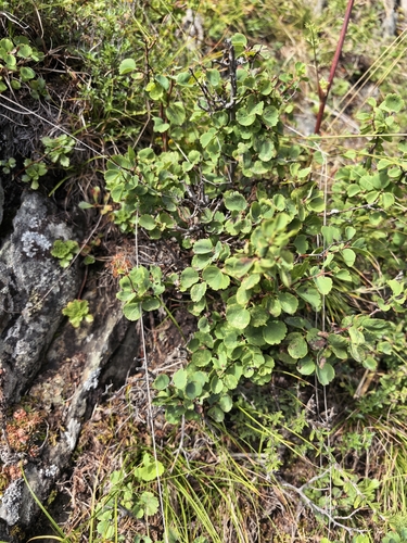 Spiraea trilobata
