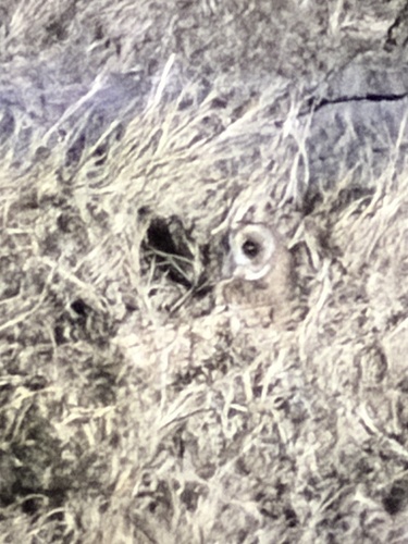 iNaturalist image